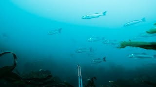 Ive never seen so many BIG Bass  Spearfishing Bass  Cuttlefish catch and cook in Devon [upl. by Akeber]