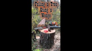 Felling a Tree Using a Wedge [upl. by Nytsua]