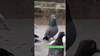 Tere pe jawani Navi kabootar highflyerpegion pigeon [upl. by Irma]