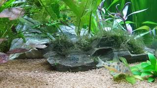 Aquarium 22122018 fresh water juwel lido 200 [upl. by Casimire]