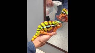 Panther chameleon changes color Awesome [upl. by Anoi]