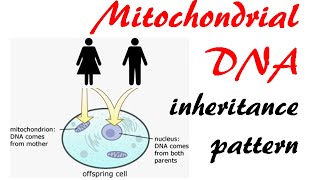 Mitochondrial DNA inheritance pattern [upl. by Mohamed927]