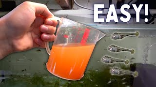 How to Hatch Brine Shrimp Eggs the Easiest Way [upl. by Alial631]