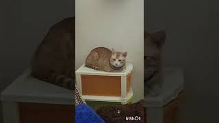 cat blinking eyes Tamil [upl. by Jermaine724]