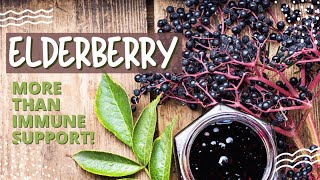 Elderberry  The key to boosting your immune system [upl. by Anaimad]