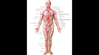 DOLAŞIM SİSTEMİ 3 ARTERLER 1 [upl. by Ruscher864]