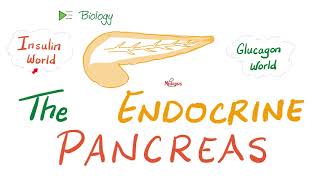 The Endocrine Pancreas Insulin Glucagon and Somatostatin  Endocrine Biology 🧪 [upl. by Akeryt]