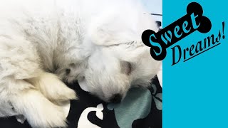 Dog Barking Soothe Your Pet Now with Calming White Noise  Dog Sleep Sounds 10 Hours [upl. by Burack]