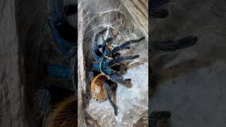 Greenbottle Blue TarantulaCcyaneopubescenstarantulasoftheworld shorts wildlife [upl. by Clayson548]