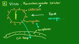 Reconhecimento celular dos vírus  Diversidade dos Seres Vivos  Biologia [upl. by Perla808]