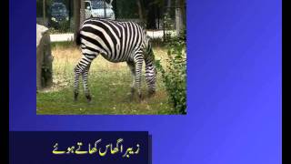 herbivores carnivores omnivores in urdu [upl. by Enajharas]