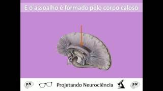 Paródia do Telencéfalo  Projetando Neurociência [upl. by Dixon]