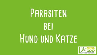 MEGAZOO  Parasiten bei Hund und Katze [upl. by Harikahs]