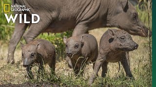 Extremely Rare Pig Births Even Rarer Triplets  Nat Geo Wild [upl. by Kopp]