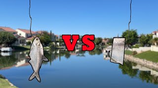 LIVE BAIT VS CUT BAIT  What Bait Catches More Fish [upl. by Enelime793]