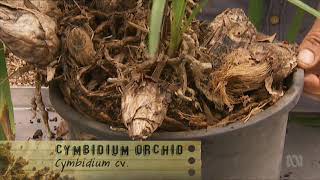 Dividing Cymbidium Orchids Gardening Australia ABC [upl. by Nnayllas]