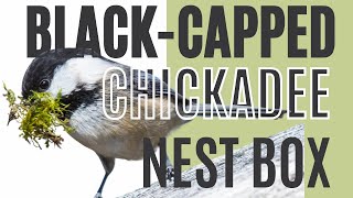 Blackcapped Chickadee Nesting Box [upl. by Leroy449]