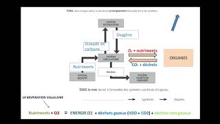 CE1D Sciences 2022  question 4 [upl. by Leuas388]