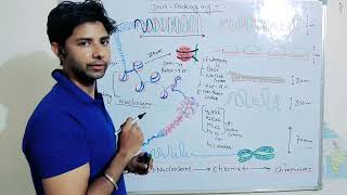 DNA packaging Nucleosome Chromatin Chromosome Histone protein Gene regulation [upl. by Cindi]