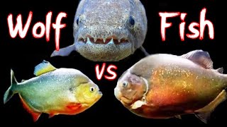 Wolf Fish VS Piranha eat hot Dog [upl. by Olympium]