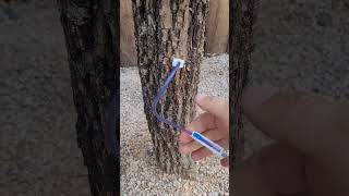 Tratamento para árvores via endoterapia arbolab tree arborist arbolab [upl. by Etep382]