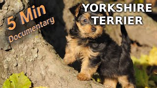 Yorkshire Terrier  5 Minute Documentary [upl. by Ballman]