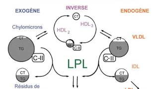 BIOCHIMIE 1 LES LIPOPROTEINES [upl. by Pepillo]