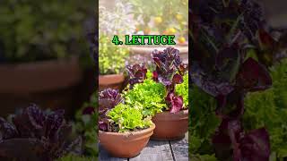 The 6 Best Vegetables For Container Gardening gardeningcontainergardening [upl. by Annaierb92]