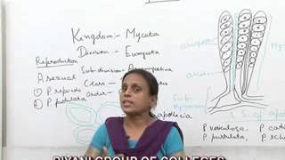 Peziza Lecture BSC Botany by Dr Anupama Goyal [upl. by Zacharias]