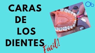 🦷 CARAS DE LOS DIENTES 👉 ¡fácil [upl. by Faustena]