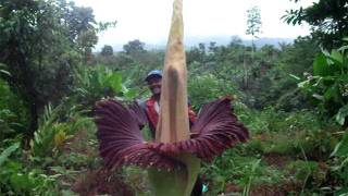 Amorphophallus titanum  Quest for the Titan Lily  Paradise Distributors [upl. by Nitsreik823]