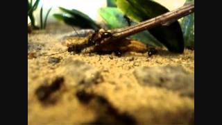 Awesome ant farm set up Camponotus noveboracensis in Macrohabitat Outworld HD [upl. by Wini]