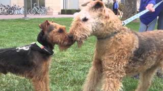 Welsh Terrier Jax Transforms Into Airedale Terrier [upl. by Xet]