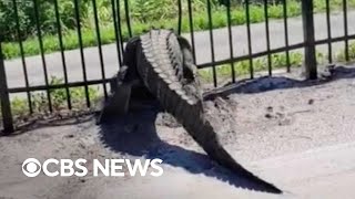 Giant alligator bends metal fence in Florida [upl. by Doehne]