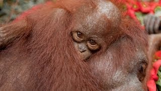 IAR March 2013 Orangutan Rescues [upl. by Peterson]