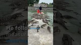 Farmer feeds crate of fresh meat to over 10000 crocodiles Shorts [upl. by Bose]