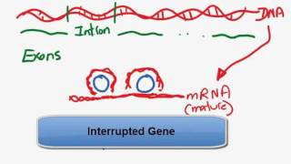 Interupted gene  Introns and exonsmp4 [upl. by Esital]