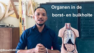 Organen in de borst en buikholte VOJ [upl. by Brenna]