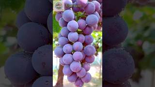 Amazing sweet fruits with HEART TOUCHING🍇🍏 shorts fruit lovers fruitcutting satisfying [upl. by Severin]