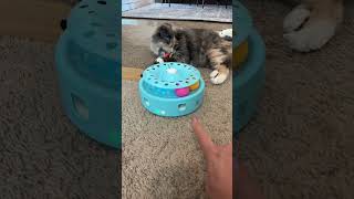 We Tested The Most Interactive Cat Toys [upl. by Edy]