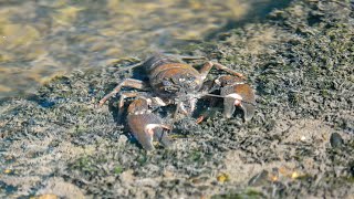 Crayfish Foraging On A Summers Morning Nanaimo BC July 15 2024 [upl. by Crean]