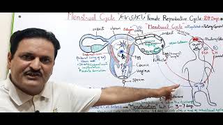 Menstrual Cycle in FemaleFemale Reproductive CycleMenstruationFSHLHOvarian cycle [upl. by Dar717]