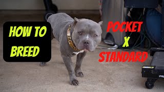 Breeding Pocket amp Standard Bullies [upl. by Mussman]