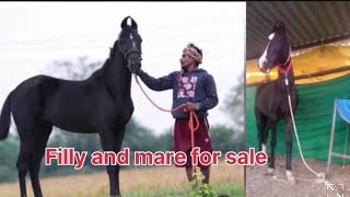 filly for sale mare for saleshonkimunde horselover forsale [upl. by Quintana]