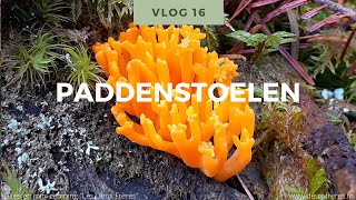 Natuur Weetjes voor kinderen Vlog 16 paddenstoelen [upl. by Conger577]