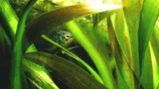 Very rare footage My Mating Blue three spot gouramis  Blaue Fadenfisch Paarung 22 [upl. by Garceau514]