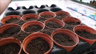 How To Grow Tomato Plants From Seed [upl. by Otero285]