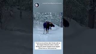 Moose Charges Snowmobiler on Idaho Trail [upl. by Khudari644]