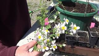 Transplanting Poor Mans Orchid Flowering Plants [upl. by Imotih]