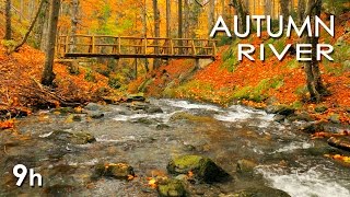 Autumn River Sounds  Relaxing Nature Video  Sleep Relax Study  9 Hours  HD 1080p [upl. by Erika]